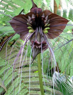 (image for) Tacca Bat Plant Seed Germination & Growing Guide - Click Image to Close